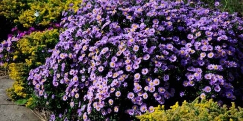 Višegodišnje vrtno cvijeće: fotografija s imenom