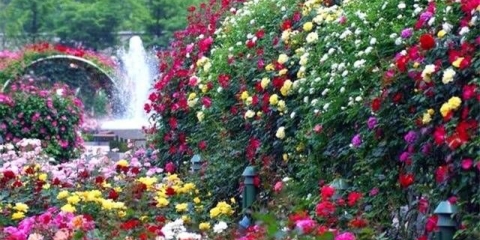 Baštenske ruže: sadnja, njega, razmnožavanje, bolest