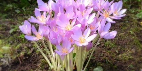 Jesenji vrtni cvijet (colchicum): kako izgleda, sadnja i njega