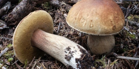 Salata sa vrganjima: marinirana, pržena, slana, svježa