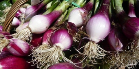 Salatni luk: sadnja, uzgoj i njega