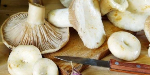 Salate od gljiva za zimu: recepti za kuhanje sa fotografijama