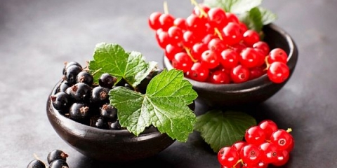 Mjesečina od ribizle: recepti od bobica, pupoljaka, grana