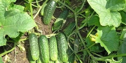 Samooplodne sorte krastavaca