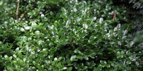 Šimšir: šta je to, vrste i sorte, opis