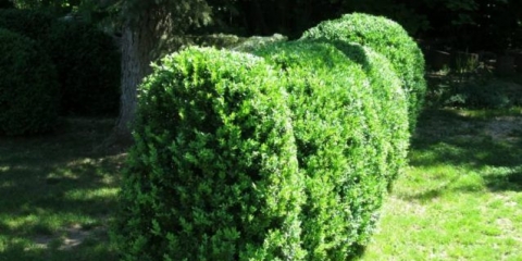 Šimšir: sadnja i njega na otvorenom polju