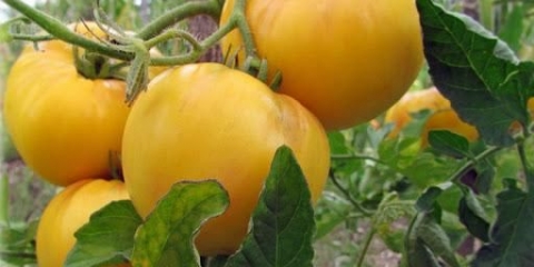 Najzanimljivije žute sorte paradajza