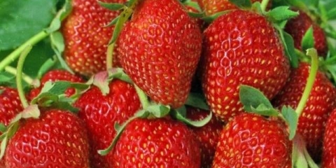 Najveće sorte jagoda