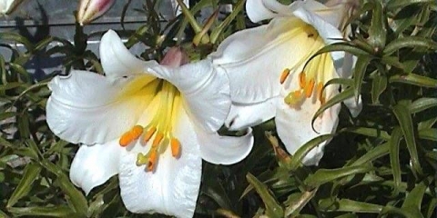 Najbolje sorte cjevastih ljiljana