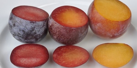 Najneobičniji hibridi šljive, kajsije, breskve i jabuke