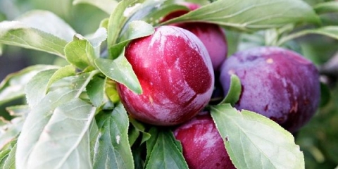 Najčešće bolesti šljive i njihovo liječenje