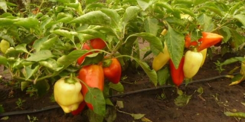 Najslađe sorte slatke paprike