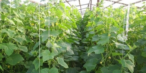 Najproduktivniji hibridi krastavca