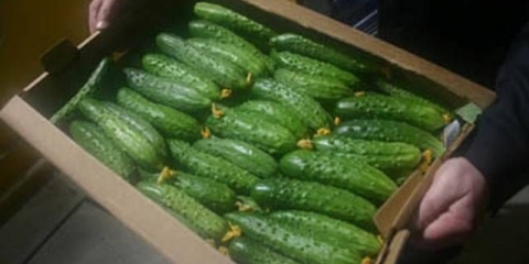 Najproduktivniji krastavci