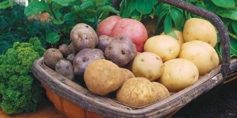 Najproduktivnije sorte krompira za moskovsku regiju