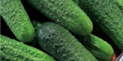 Najproduktivnije sorte krastavaca za otvoreno tlo