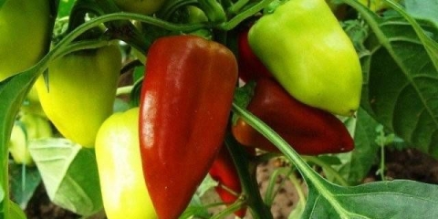 Najproduktivnije sorte slatke paprike