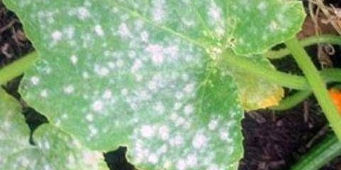 Najotpornije sorte krastavaca otvorenog tla