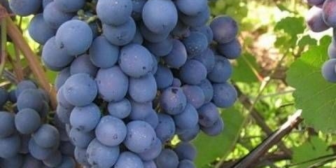 Najukusnije sorte grožđa: opis, fotografije, recenzije