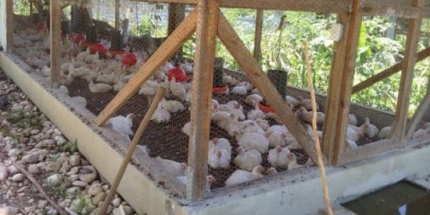 Štala za brojlere i ljetni tor uradi sam