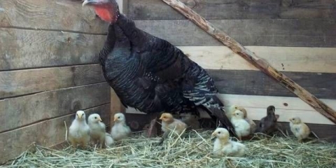 Štala za purane uradi sam + fotografija