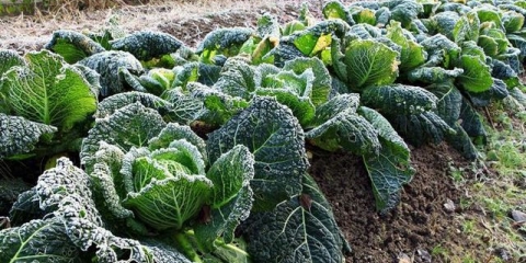 Savojski kupus: uzgoj i njega na otvorenom polju