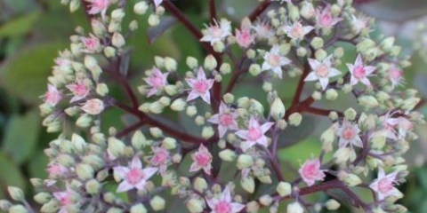 Sedum (sedum) matrona: fotografija i opis, visina, uzgoj