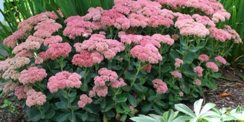 Sedum: sadnja i njega, uzgoj iz sjemena