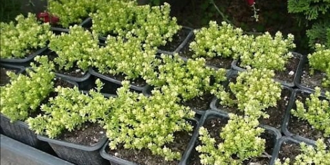 Sedumi: sorte, vrste sa fotografijama i nazivima