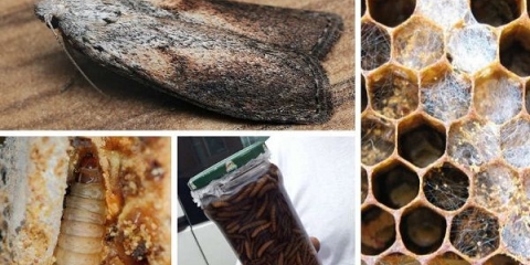 Tajne liječenja tinkturom voštanog moljca