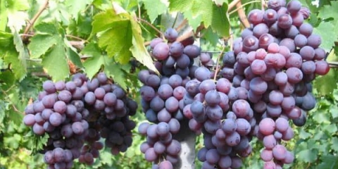 Tajne uzgoja stonog grožđa kardinal