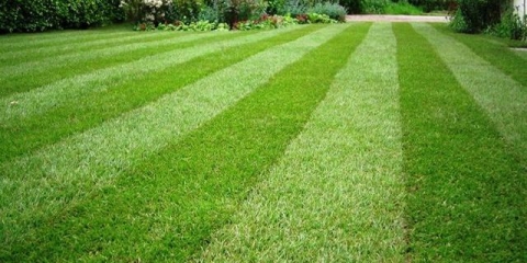 Sjeme travnjaka: koje je bolje