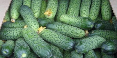 Sjeme krastavaca holandske selekcije