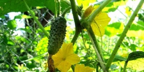 Sjeme krastavca oprašenog pčelama