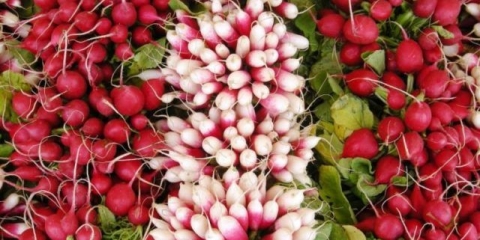 Sjeme rotkvice: najbolje sorte za otvoreno tlo, za moskovsku regiju, za sibir, za regije