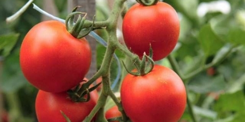 Sjeme paradajza za lenjingradsku regiju: sorte, uzgoj