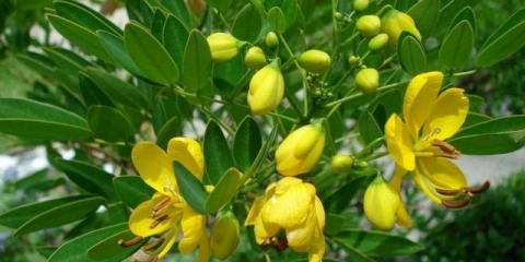 Senna trava: opis, gdje raste, svojstva i upotreba