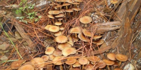 Glava sumpora: opis i fotografija