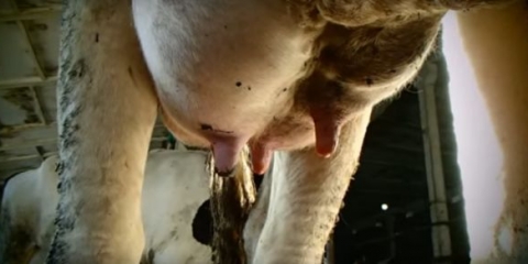 Serozni mastitis kod krava: liječenje i prevencija