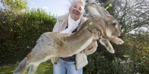 Sivi div i bijeli - u kojoj dobi je križanje pasmine kunića