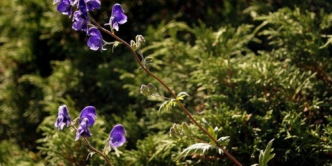 Sjeverni akonit (rvač): fotografija i opis, primjena