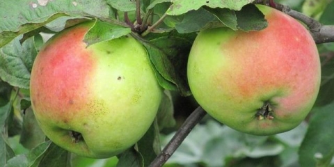 Sjeverni ili oryol sinap - detaljan opis sorte