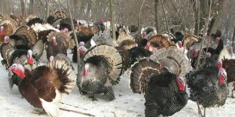 Sjevernokavkaski bronzani ćurci