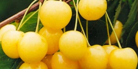 Top 7 najboljih samooplodnih trešanja