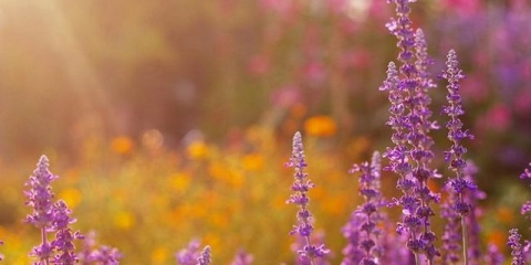 Kadulja - sadnja i njega na otvorenom polju