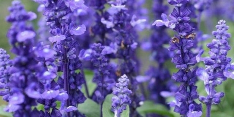 Trava žalfije: opis, svojstva i upotreba