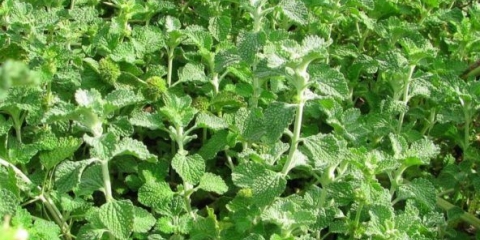 Shandra obična: ljekovita svojstva i kontraindikacije, primjena