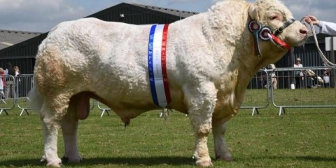 Pasmina krava charolais: opis