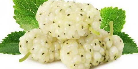 Bijeli dud: uzgoj i njega u srednjoj traci