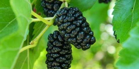 Dud: fotografija bobica, uzgoj